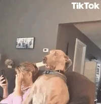 Funny Face Reaction GIF by TikTok
