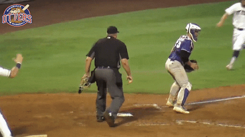 EvansvilleOtters  GIF