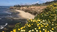 Point Loma Flowers GIF