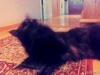 Cat Play GIF