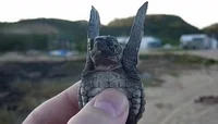 Sea Turtle Photography GIF