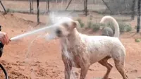 Best Friends Animal Society GIF
