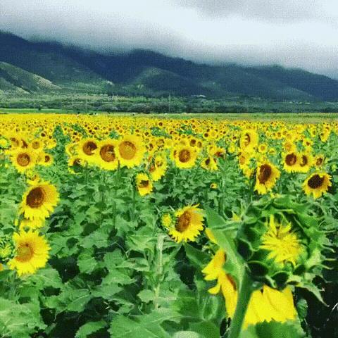 35-foot sunflower in Indiana breaks world record