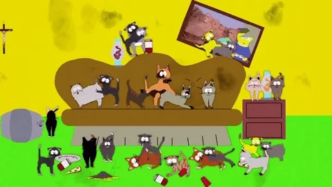Cat House kitties GIF by South Park