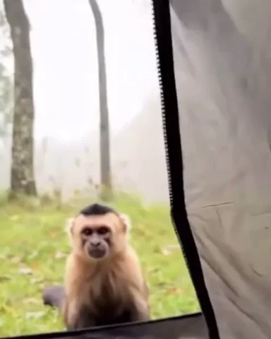 Nyc Lol GIF by Dobbi Apparel