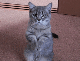 200.gif