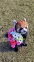 I Love You Flower GIF