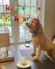 Happy Birthday Dog GIF by arielle-m via giphy.com