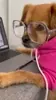 Dog Work GIF via giphy.com