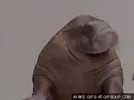 Walrus Yes GIF via giphy.com