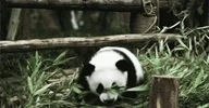 Panda Falling GIF by hoppip via hoppip.tumblr.com