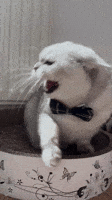 Angry Cat GIF