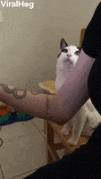 Cat GIF by ViralHog