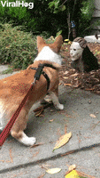 Corgi Doesnt Care For Halloween Decoration GIF by ViralHog