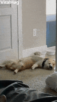 Corgi Dreams GIF by ViralHog