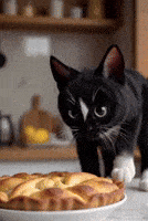 Funny Cats GIF by Felini Rocks