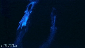 sea glowing GIF by BBC Earth