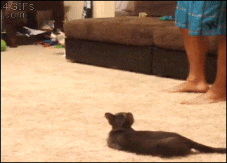 Giphy - cat spider GIF