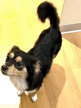 worldtravelerdog dog doggo curious tail GIF