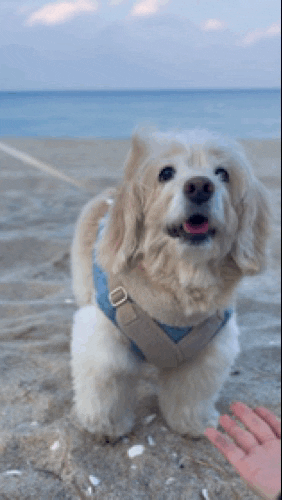Dog GIF