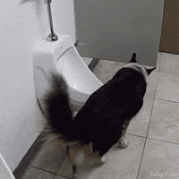 200w.gif