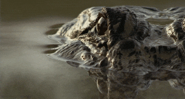 alligator reptile GIF by Head Like an Orange
