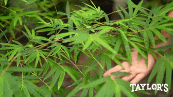 South Carolina Garden GIF by Tap The Table