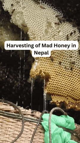 Mad Honey From Nepal GIF