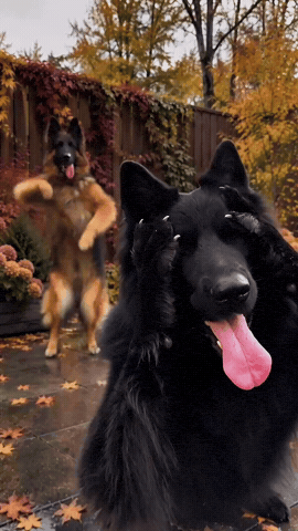 Dogs GIF