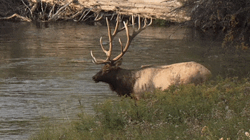 Antlers Rack GIF by U.S. Fish and Wildlife Service