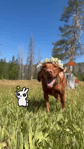 Dog Magic GIF