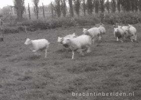 Run Reaction GIF by Brabant in Beelden