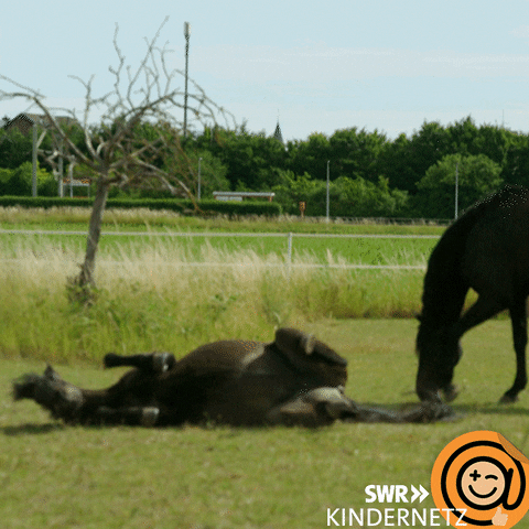 Horse Lay Down GIF by SWR Kindernetz