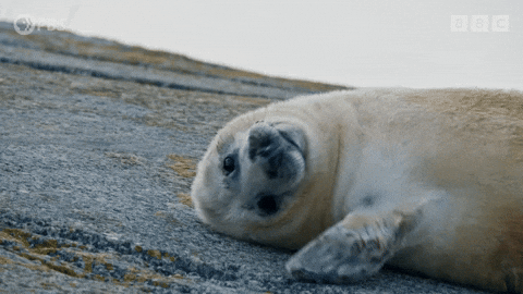 seal clapping gif