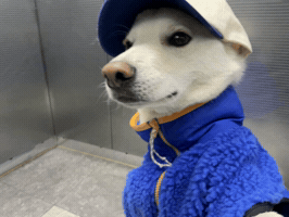 Dawg GIF
