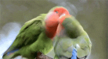 Bord Gifs Get The Best Gif On Giphy