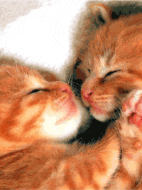 Animated-kiss GIFs - Get the best GIF on GIPHY