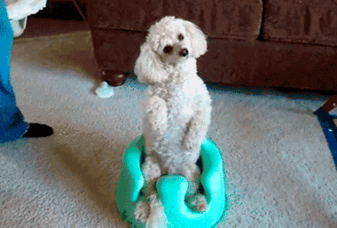 Image result for cute poodle gifs