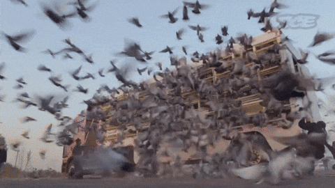 Pigeon GIF - Find & Share on GIPHY
