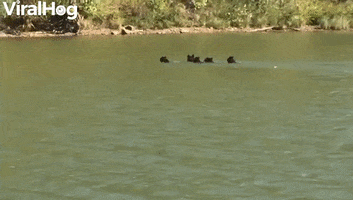 Bear Family Goes For A Swim GIF by ViralHog