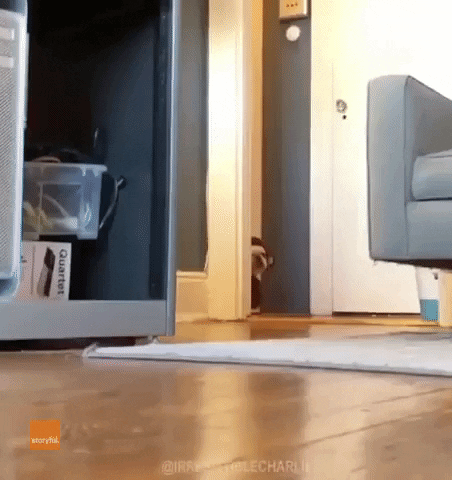 Valentines Day Puppy GIF by Storyful