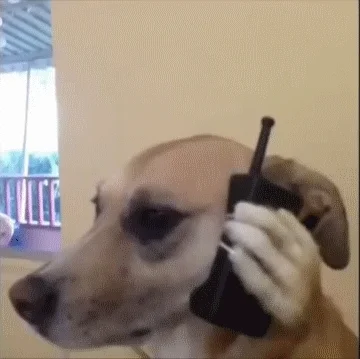 dogs looking GIF