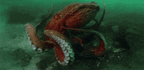 giant octopus tentacles GIF