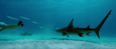 Trailer GIF by Sharkwater Extinction