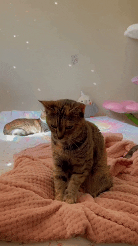 Cat GIF