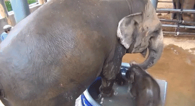 baby elephant GIF