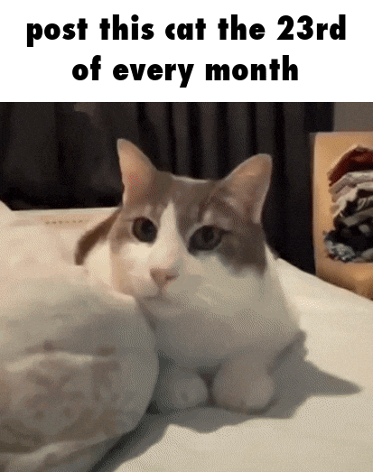 Cat GIF