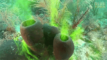 moving sponge moving sponge