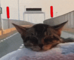Cat ねこ GIF