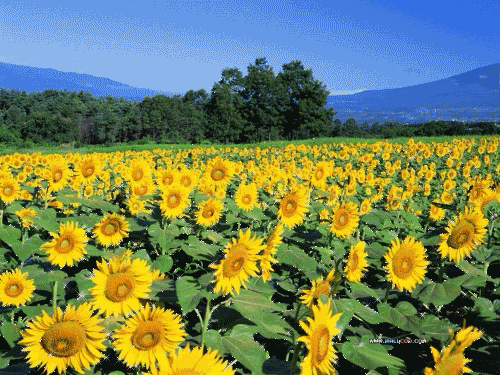 Flower Field GIFs - Find & Share on GIPHY